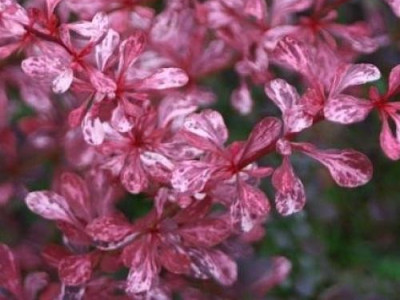 Барбарис Роуз Глоу Барбарис Роуз Глоу