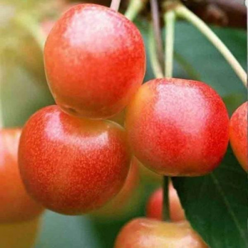 Черешня Приусадебная