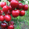 Черешня Аннушка