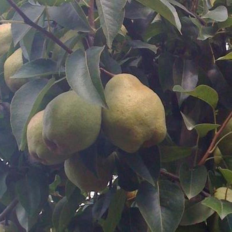 сорт груши киффер. груша киффер. груша киффер. груша киффер. груша киффер.