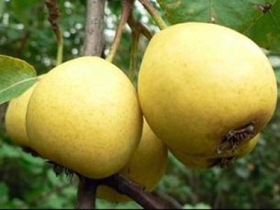 Колоновидная груша «Декора» Колоновидная груша «Декора»