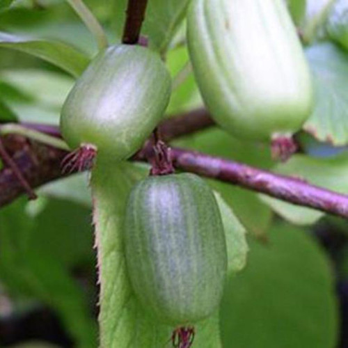 Купить саженцы Актинидия коломикта Королева сада в Москве по цене 665 р ...