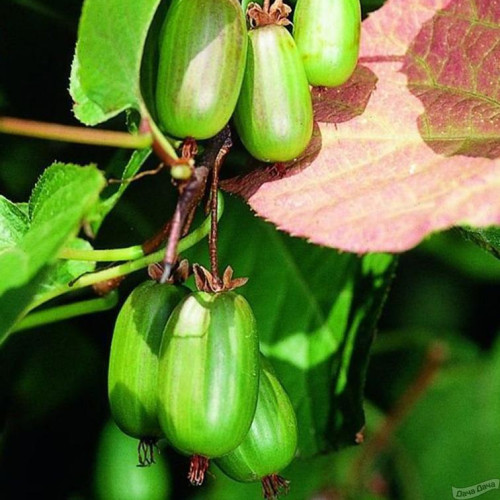Купить саженцы Актинидия коломикта Доктор Шимановский в Москве по цене ...