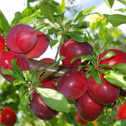 Алыча Румяная Зорька