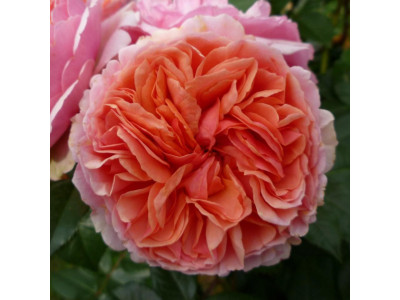 Роза английская Чиппендейл Роза английская Чиппендейл