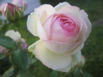 Роза английская Эден Роуз Роза английская Эден Роуз