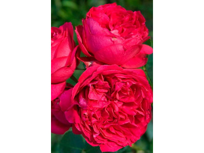 Роза английская Эрик Таберли Роза английская Эрик Таберли