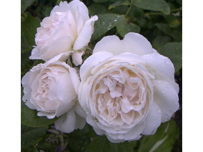 Роза английская Файер Бьянка Роза английская Файер Бьянка