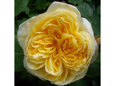 Роза английская Шарлотта Роза английская Шарлотта