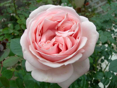 Роза английская «Афродита»