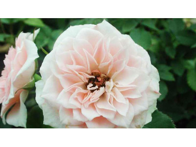 Роза миниатюрная «Даниэлла»