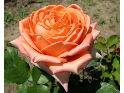 Роза английская «Эльдорадо»