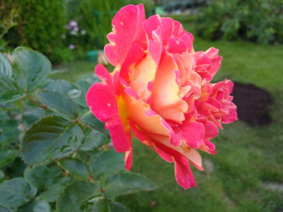 Роза плетистая «Арлекин»