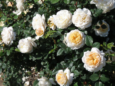 Роза английская «Крокус Роуз»
