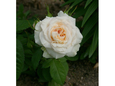 Роза миниатюрная «Пикси»