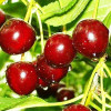 Вишня Ксения