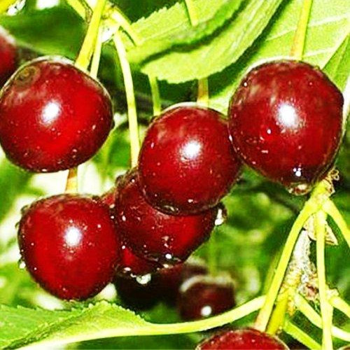 Вишня Ксения