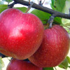 Яблоня Малиновый Делишес Яблоня Малиновый Делишес