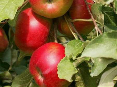 Колоновидная яблоня «Останкино» Колоновидная яблоня «Останкино»