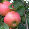 Яблоня Осенняя радость