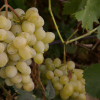 Виноград Лора