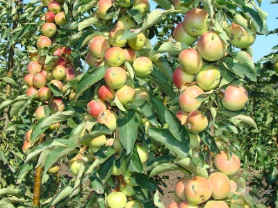 Яблоня колоновидная Память Блынского Яблоня колоновидная Память Блынского