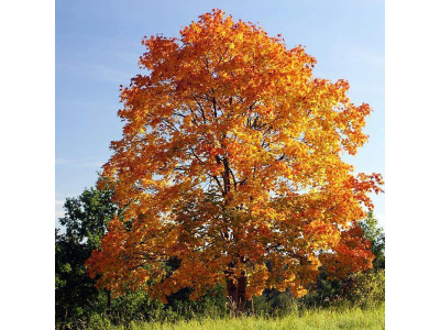 Клён остролистный (Acer platanoides)