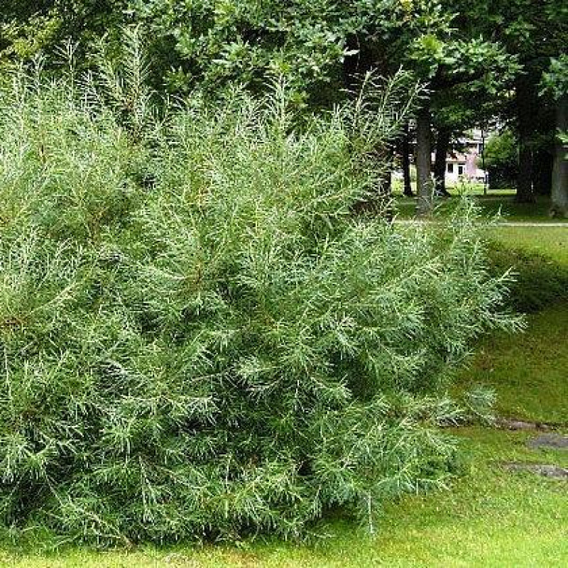 Купить саженцы Ива розмаринолистная (Salix rosmarinifólia) в Москве по ...