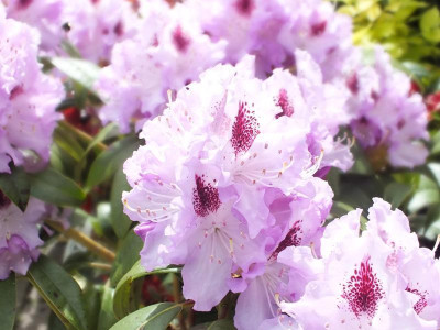 Рододендрон Блю Питер (Rhododendron Blue Peter) гибридный