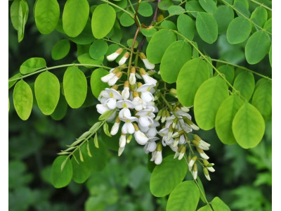 Акация белая (Robinia pseudoacacia)