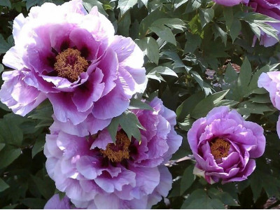 Пион Голубой лотос Пион Голубой лотос