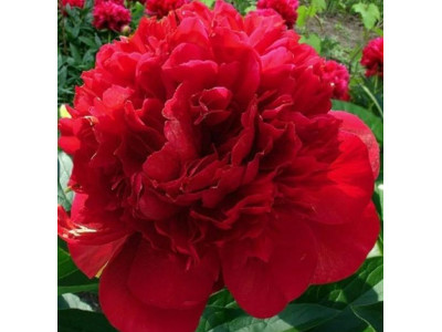 Пион Алые паруса Пион Алые паруса