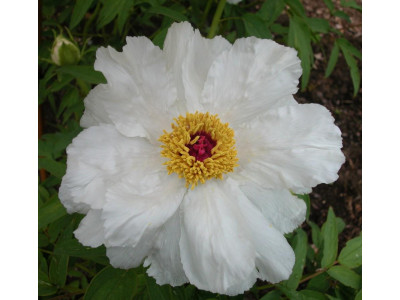 Пион Белый Феникс Пион Белый Феникс