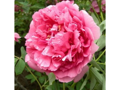 Пион Герои Пион Герои