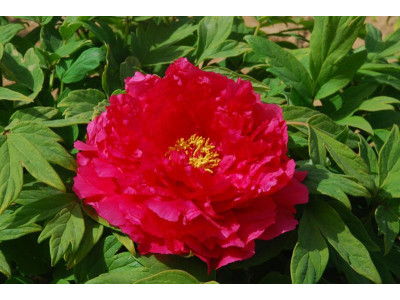 Пион Красное платье Пион Красное платье