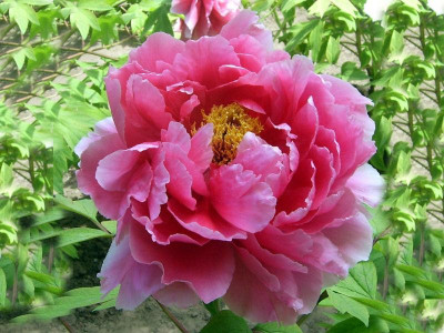 Пион Восход Пион Восход