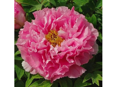 Пион Красное серебро Пион Красное серебро