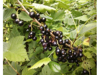 Смородина черная Cassissima Noiroma