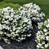 Чубушник (жасмин) Сноубель (Philadelphus Snowbelle)