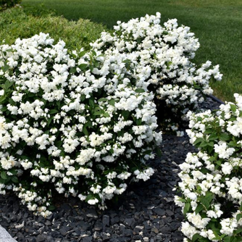 Чубушник (жасмин) Сноубель (Philadelphus Snowbelle)