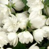 Чубушник (жасмин) Сноубель (Philadelphus Snowbelle)