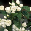 Чубушник (жасмин) Сноубель (Philadelphus Snowbelle)