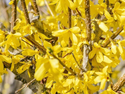 Форзиция промежуточная lynwood Форзиция промежуточная lynwood