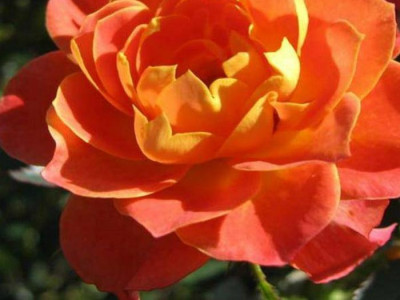 Роза бордюрная Колибри