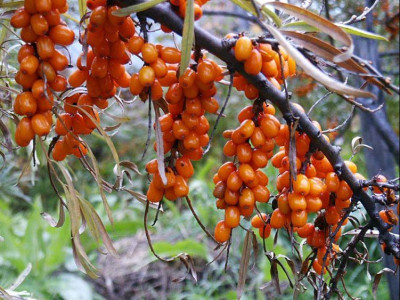 Облепиха Москвичка Облепиха Москвичка
