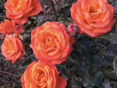 Роза бордюрная Оранж бэби