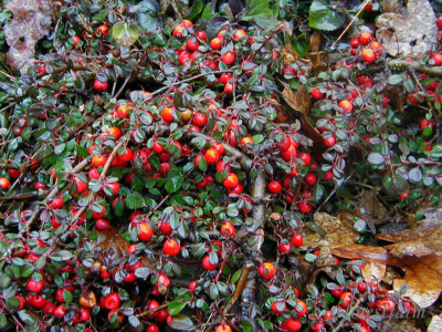 Кизильник лежачий streib s findling Кизильник лежачий streib s findling