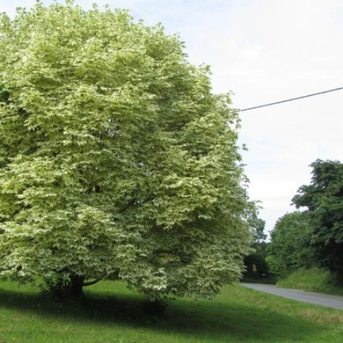 Клен ясенелистный drummondii