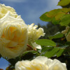 Роза плетистая Francine Jordi