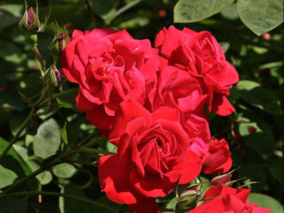 Роза плетистая Heidelberg